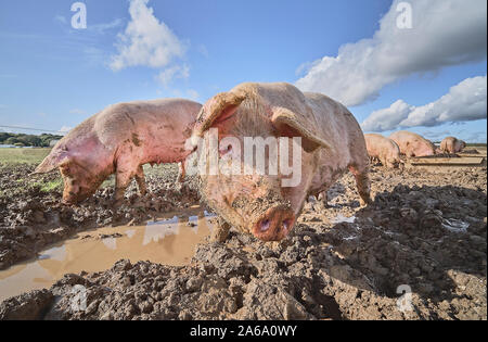 Zwei organischen Freilandhaltung von Schweinen in ein schlammiges Feld Stockfoto