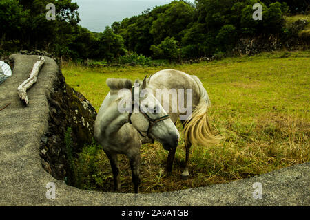 Azoren Inseln gehören zu Portugal, von innen ein Krater, die Claps begonnen, mit einer Canon D700 und Canon 18-55 Objektiv fotografiert. Von David Sokulin Stockfoto