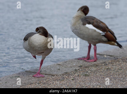 Ente mit roten Schwimmhäuten auf einem Bein stehen neben einem Körper von Wasser im Victoria Park, London Stockfoto