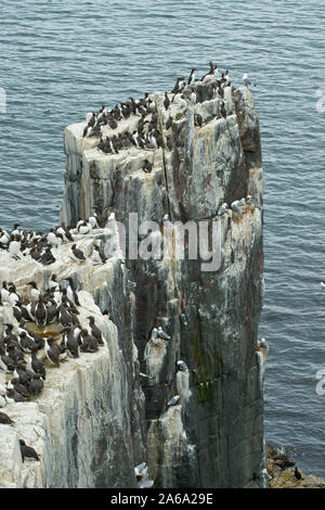 Guillemots Verschachtelung auf Seeklippen der Farne Islands Stockfoto