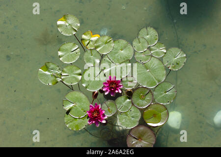 Seerose Blume - Schöne rosa Lotus Flower Stockfoto