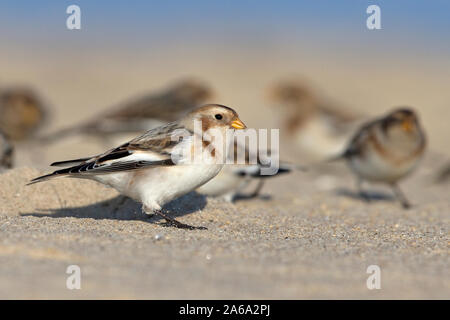 Snow Bunting (Plectrophenax Nivalis) Stockfoto