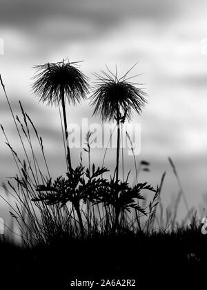 Alpine Pasque flower Pulsatilla vulgaris Samenköpfe Seiser Alm Dolomiten Plateau grösste alpine Wiese in Europa Stockfoto