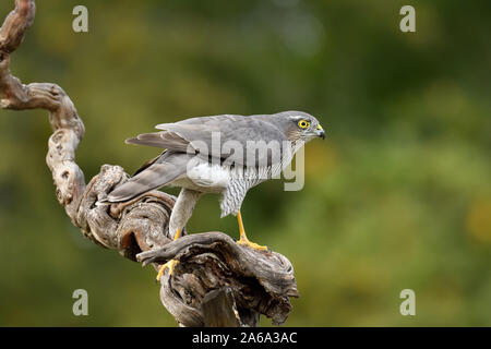 Eurasian sparrowhawk auf einem Zweig, mit einer geringen Tiefenschärfe Stockfoto