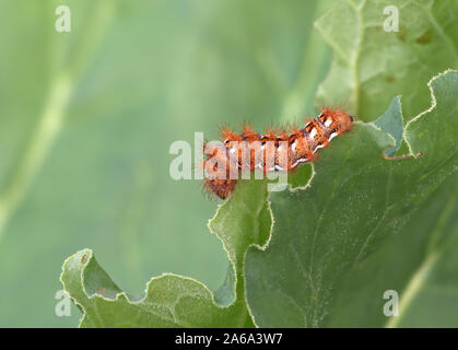 Acronicta rumicis Raupe aka Knot Grass Motte. Essen Rhabarber verlässt. Stockfoto