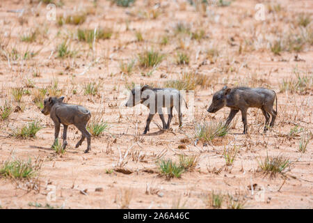 Drei warzenschwein Ferkel zu Fuß durch die Steppe, Namibia, Afrika Stockfoto