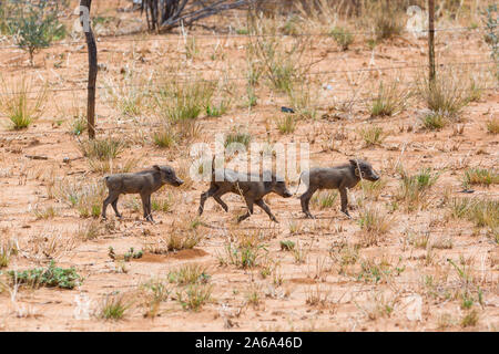 Drei warzenschwein Ferkel zu Fuß durch die Steppe, Namibia, Afrika Stockfoto