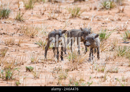 Nahaufnahme von drei ängstlich Warzenschwein Ferkel stehend in der Steppe, Namibia, Afrika Stockfoto