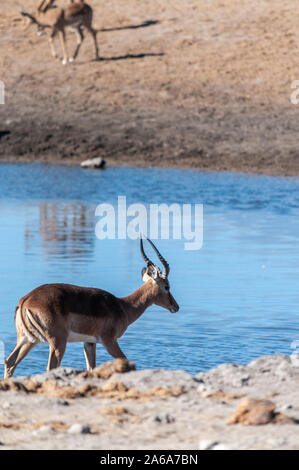 Eine Gruppe von Impalas - Aepyceros melampus - trinken aus einem Wasserloch im Etosha National Park, Namibia. Stockfoto