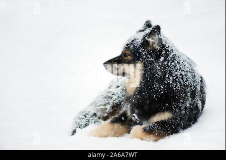 Finnisches Lapphund ruht im Winterschnee. Stockfoto