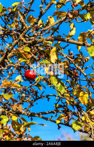 Vergessen Apple am Baum. Rote Äpfel am Baum im Herbst unter blauem Himmel. Obstgarten im Herbst. Wachsende Früchte. Stockfoto