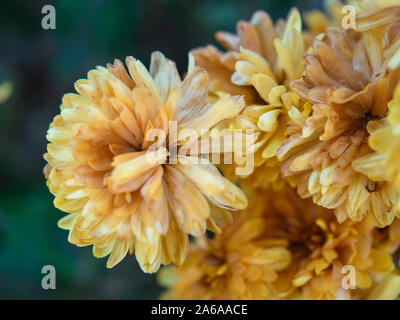 Gelbe chrysantheme Blumen mit Raureif bedeckt. Die ersten kalten kam früh. Still-gefallenen Blütenblätter erstarrte. Großen Knospen der Herbst Blumen verblasst. Stockfoto