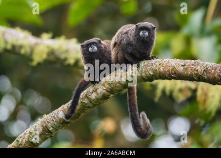 Graells's Black-mantel Tamarin - Saguinus nigricollis graellsi, schüchtern winzige Primas mit weißem Gesicht Hängen der Anden Südamerika, wilde Sumaco, Ecua Stockfoto