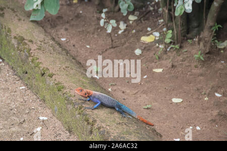 Rothaarige rock Agama agama Echse, oder Rainbow (Agama agama) Stockfoto