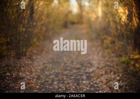Straße im Herbst Wald in sonniger Tag. Unscharfe Bild unscharf. Stockfoto