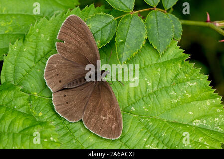 Ringelwürmer Schmetterling (Aphantopus hyperantus), eine verschlissene Individuelle, Egleton finden, Rutland Water, Leicestershire, England, UK. Stockfoto