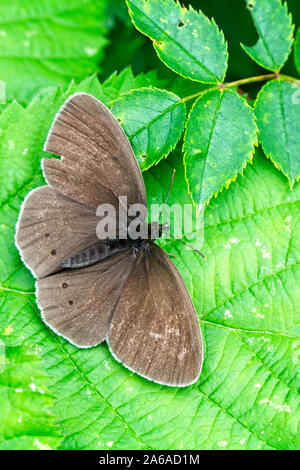 Ringelwürmer Schmetterling (Aphantopus hyperantus), eine verschlissene Individuelle, Egleton finden, Rutland Water, Leicestershire, England, UK. Stockfoto