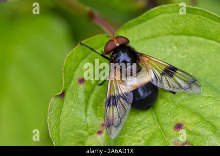 Volucella pellucens, einem großen Hoverfly Arten, Rutland Water, Leicestershire, England, Großbritannien Stockfoto