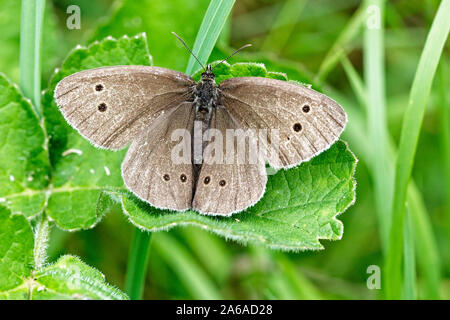 Ringelwürmer Schmetterling (Aphantopus hyperantus), eine verschlissene Individuelle, Egleton finden, Rutland Water, Leicestershire, England, UK. Stockfoto