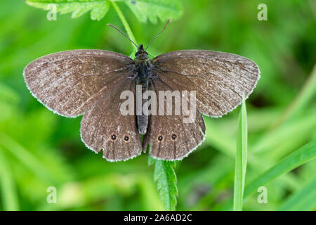 Ringelwürmer Schmetterling (Aphantopus hyperantus), eine verschlissene Individuelle, Egleton finden, Rutland Water, Leicestershire, England, UK. Stockfoto