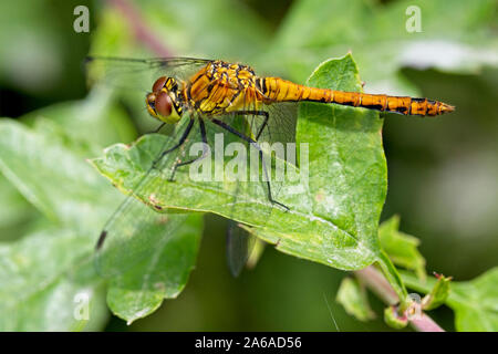 Ruddy Darter Dragonfly (Sympetrum sanguineum) ruht auf einem Weißdorn-Blätter, Rutland Water, Leicestershire, England, UK. Stockfoto