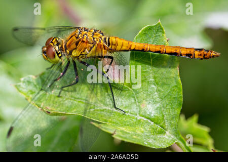 Ruddy Darter Dragonfly (Sympetrum sanguineum) ruht auf einem Weißdorn-Blätter, Rutland Water, Leicestershire, England, UK. Stockfoto