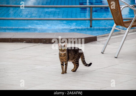 Tabby Katze in der Nähe des Pools. Hotel pool Stockfoto