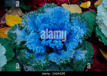Blumenkohl wächst auf den Betten der große Kessel Stockfoto