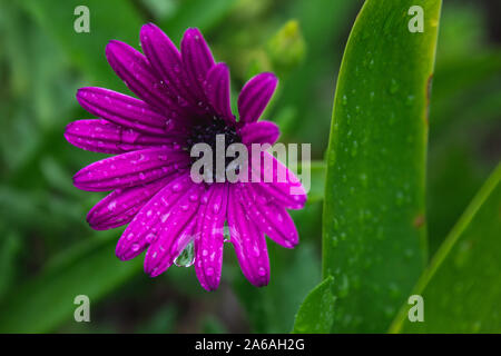 Schönen lila African Daisy Flower mit Wassertropfen auf Blüten Stockfoto