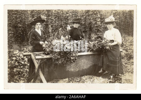 Ursprüngliche Postkarte aus dem frühen 20. Jahrhundert mit Hopfenpflückern, einer Gruppe von 3 Frauen, die Hüte auf einem arbeitsfähigen Hopfenpflückerurlaub tragen, die Hopfenbinen (auch als Hopfenreben oder Girlanden bekannt) in Hopfenbehälter legen und für ein Foto in ihrer Sonntagsbestzeit posieren. Eine charmante ländliche Szene. Um 1907, England, Großbritannien Stockfoto
