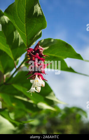 Hübsche tropische Blumen wachsen in einem Baum auf der Insel Sao Miguel, Azoren, Portugal Stockfoto