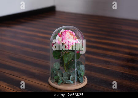 Langlebige rose in einer Flasche, in einer Glaskuppel, stabilisiert, ein Geschenk. leben in einem Glaskolben rose. Erhaltene rosa Rose. Stockfoto