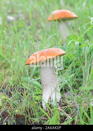 Leccinum aurantiacum bolete, wie orange oder rot-capped scaber Stiel bekannt, wilde essbare Pilze aus Finnland Stockfoto