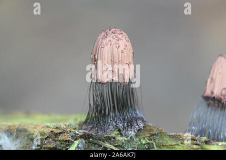 Stemonitis fusca, wie Rohr Schleimpilze bekannt Stockfoto