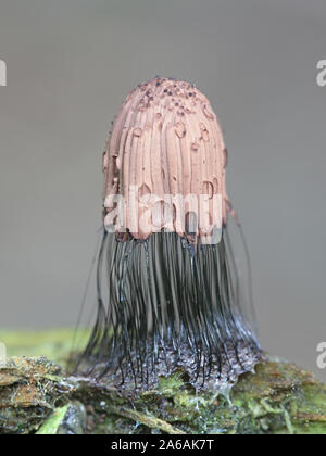 Stemonitis fusca, wie Rohr Schleimpilze bekannt Stockfoto