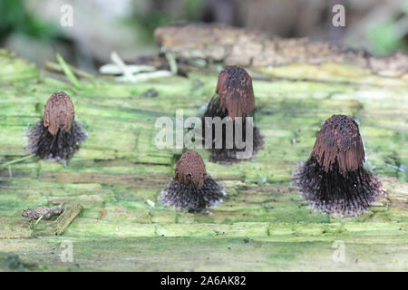 Stemonitis fusca, wie Rohr Schleimpilze bekannt Stockfoto