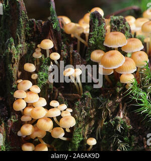 Xeromphalina Campanella, wie die Goldene Trompete und die Glocke Omphalina, wilde Pilze aus Finnland bekannt Stockfoto