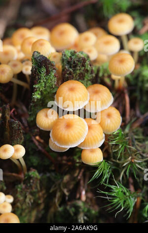 Xeromphalina Campanella, wie die Goldene Trompete und die Glocke Omphalina, wilde Pilze aus Finnland bekannt Stockfoto