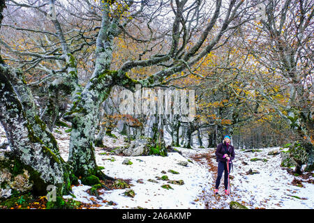 Frau in einem Buchenholz im Winter. Stockfoto