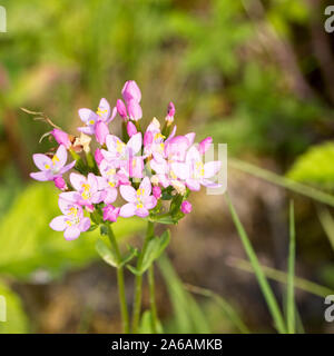 Weniger Centaury (Centaurium pulchellum), Cherry Hinton Chalk Steinbrüche, Cambridge, England, UK. Stockfoto