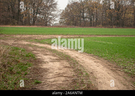 Wicklung des ländlichen Straße in den Wald im Herbst Stockfoto