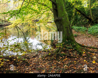 Herbst Baum am Ufer des Flusses Nidd in der Nähe von conyngham Halle in Knaresborough North Yorkshire England Stockfoto