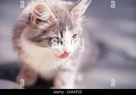 Kätzchen schmatzen seine Lippen. Fokus auf der Zunge, geringe Tiefenschärfe. Vom Film gescannt. Stockfoto