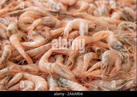 Neu gefischt Garnelen auf der Arbeitsplatte. Stockfoto