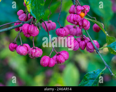 Schöne und Ungewöhnliche rosa gelappt Beeren der Spindel Baum (Euonymus europaea) im Herbst Stockfoto