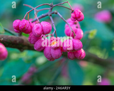 Nahaufnahme des Schönen gelappten rosa Beeren der Spindel Baum (Euonymus europaea) mit einem der Beeren die Aufspaltung des orange Frucht im Inneren zu offenbaren Stockfoto