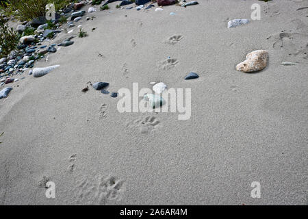 Spuren eines Bären und ein Bärenjunges auf dem Fluss Sand. Taiga, Sibirien, Russland. Stockfoto