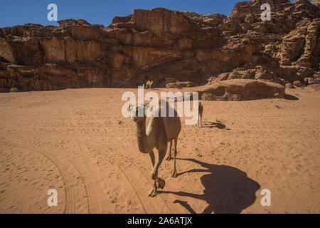 Kamele in einem schönen Tag in der jordanischen Wüste des Wadi Rum breit Dessert mit einer erstaunlichen Berge und Sanddünen. Stockfoto
