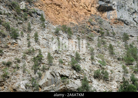 Pflanzen, die natürlich auf felsigen Klippen in Antalya wachsen Stockfoto