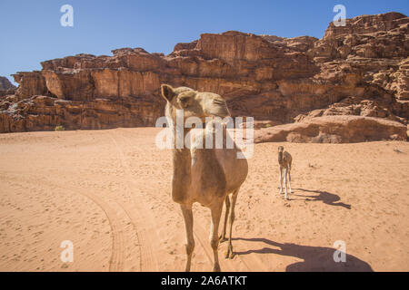 Kamele in einem schönen Tag in der jordanischen Wüste des Wadi Rum breit Dessert mit einer erstaunlichen Berge und Sanddünen. Stockfoto